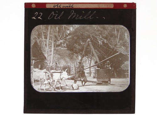 Oil mill oxen - oxen, cattle