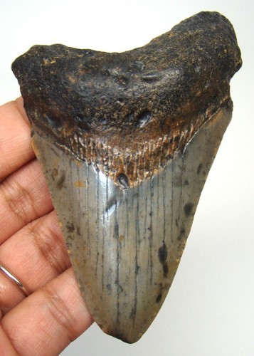 Megalodon shark tooth - shark,