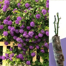 FRAGRANT CLIMBING / BUSH ROSE