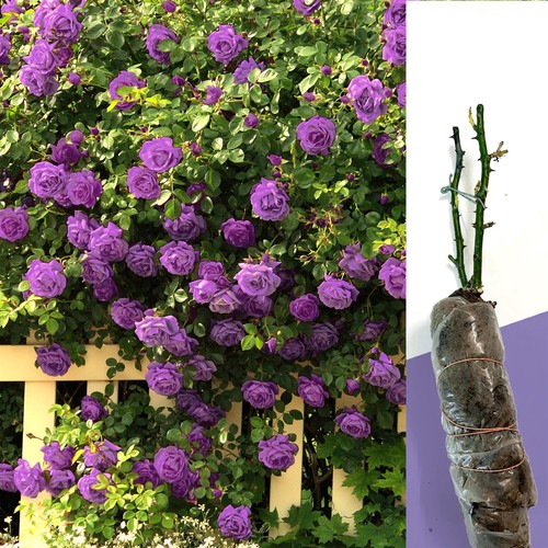 Fragrant climbing bush rose - bush,