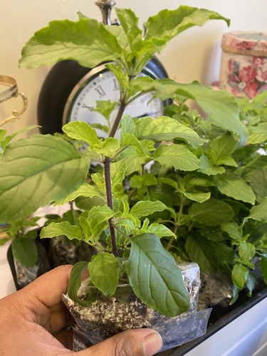 Tulsi holy basil plant 100 - holy,