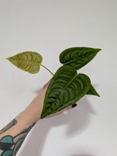 Anthurium Veitchii Rare