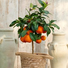 Citrus Red Lime 4L