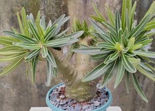 Rare Pachypodium ssp. gracilius WYSIWYG Caudex