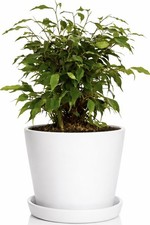 Ficus Benjamina Plant 12cm Pot
