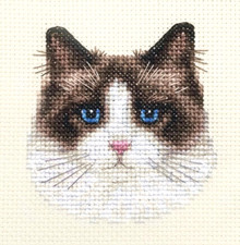 RAG DOLL CAT, KITTEN ~ Full