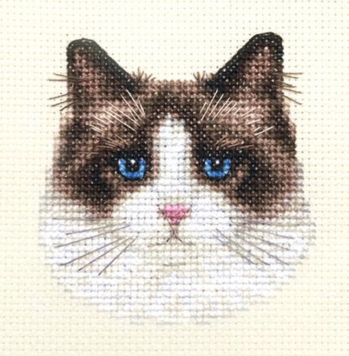 Rag doll cat kitten full - doll, cat,