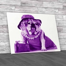 Fashionable Female English Bulldog In Stylish Purple Canvas Print Large Picture