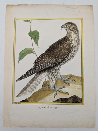 Original engraving raptor - original,