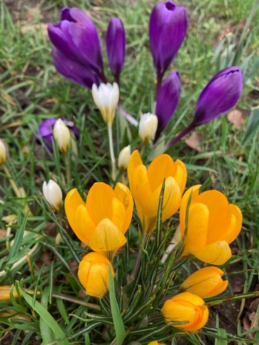 Mixed crocus bulbs - 30,