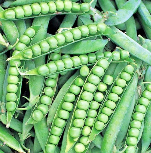 400 organic pea alderman - x,