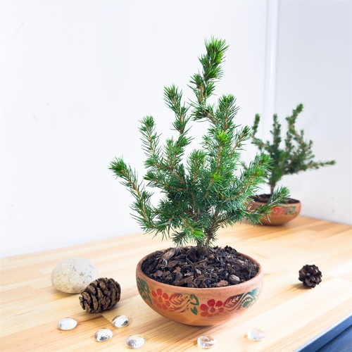 Traditional forest bonsai - traditional,