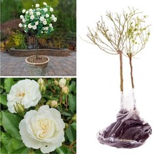 2 x Standard White Rose Tree