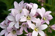Campanula lactiflora Loddon