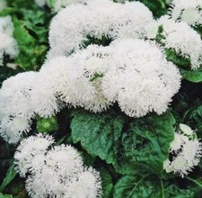 300 x FLOSS FLOWER DWARF WHITE Ageratum Seeds F1