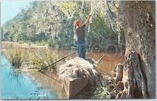Vintage Postcard Artistic Spanish Moss Louisiana Harvesting USA