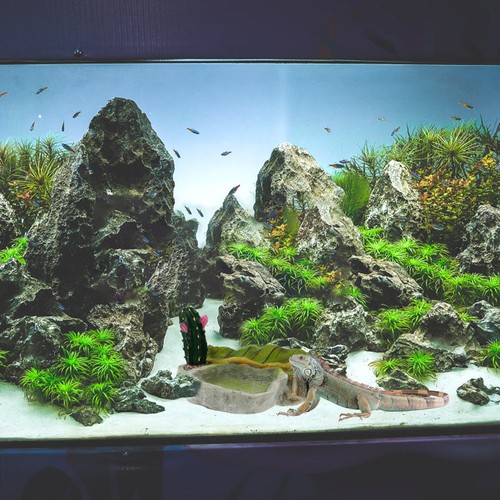 Reptile feeding dish - feeding, corner