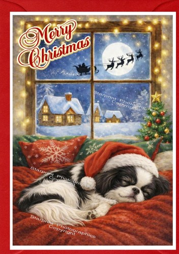 Japanese chin dog - chin, x