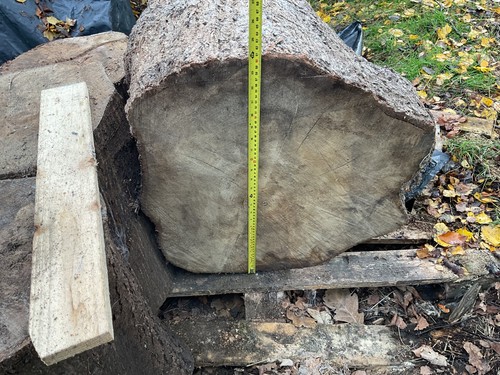 Lime tree log - log, ideal