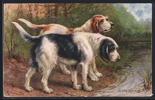 Artist hunting dog otter - artist's,