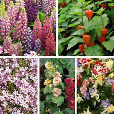 Perennial Collection Colourful