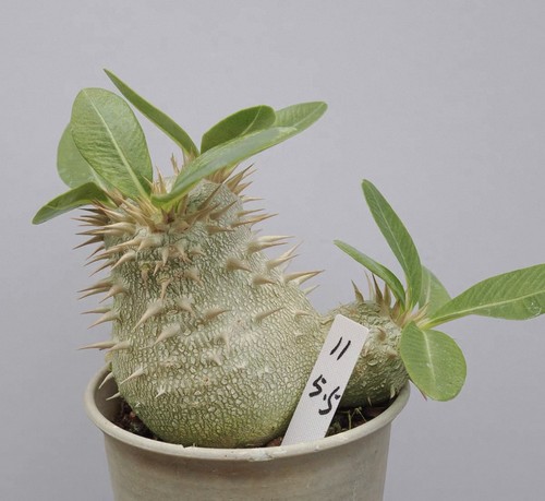 Rarelive house plant - rarelive,