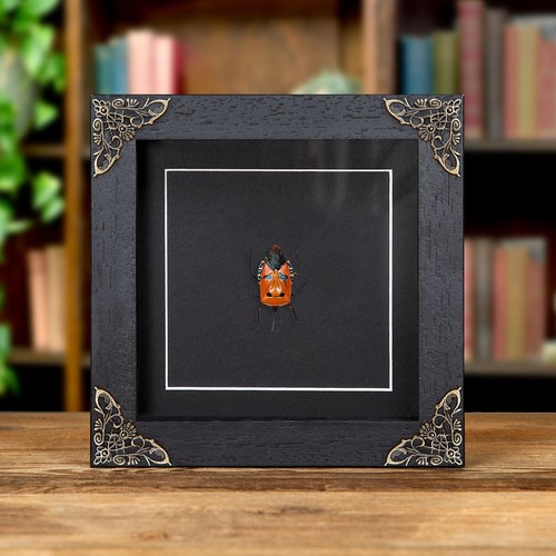 Taxidermy man faced - stink, bug