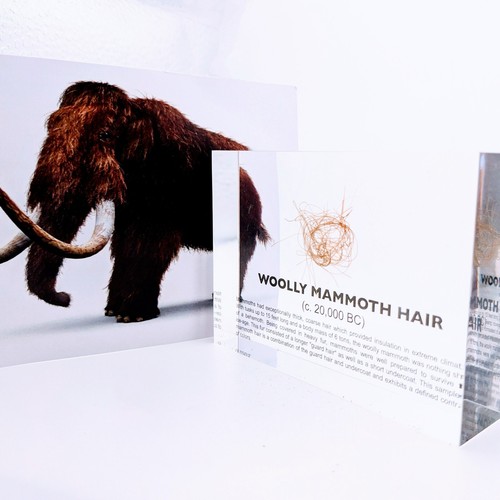 Woolly mammoth hair lucite - hair,