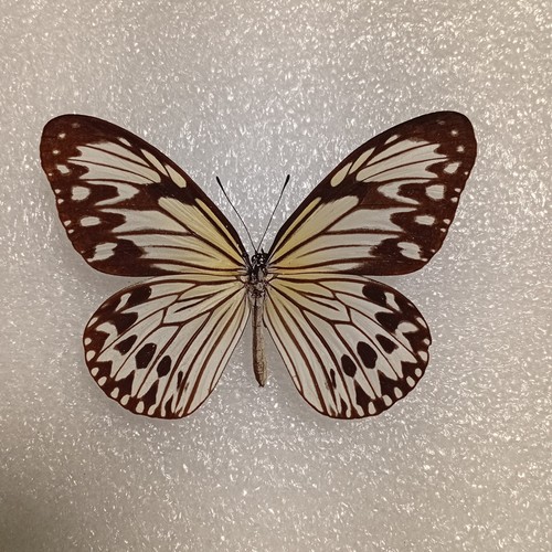 Idea leuconoe paper kite - leuconoe,,
