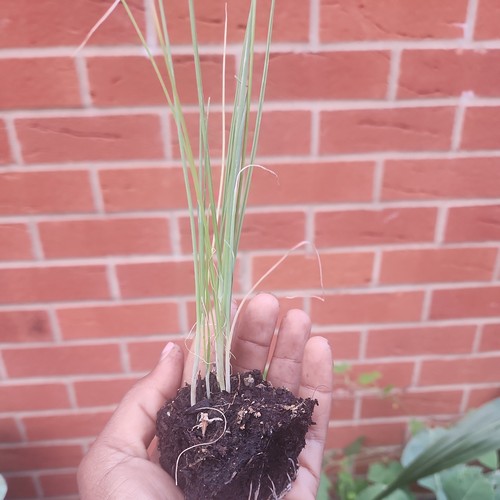 Mixed leeks x12 multi - ,