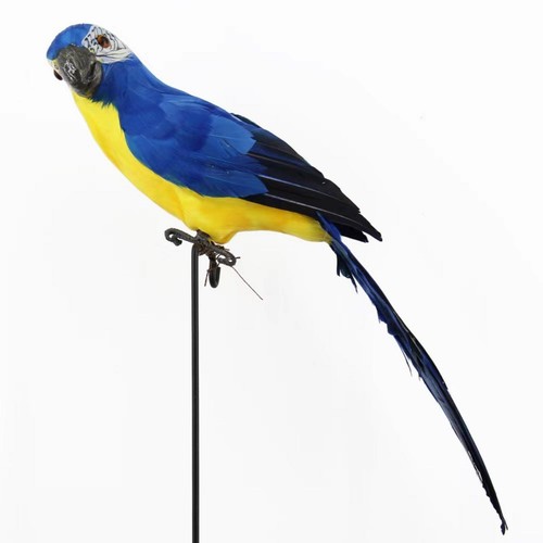 Simulation macaw statue - simulation,