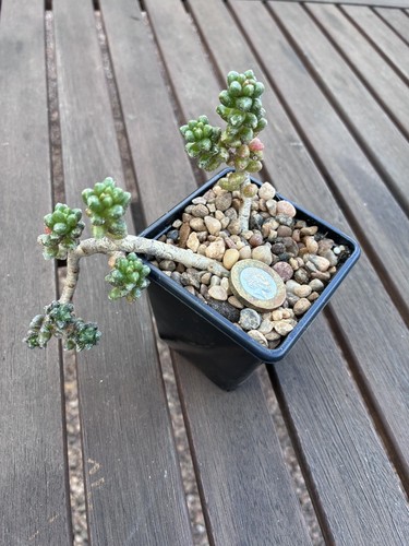 Sedum furfuraceum the bonsai - the,