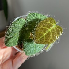 Ficus Villosa- unusual