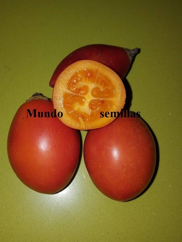 Tomato tree tamarill - tree,