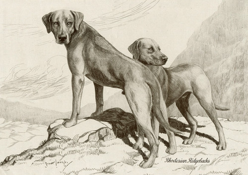 Rhodesian ridgeback dog - ridgeback,