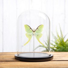 The Luna Moth in Glass Dome