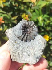 WOW EUGASSICERAS RESPUTINATUM AMMONITE WHITBY YORKSHIRE  FOSSIL