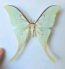 Actias Selene - Moth Specimen