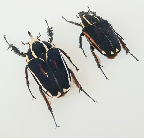 Mecynorrhina torquata - mecynorrhina,