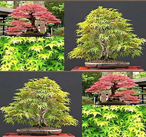 Acer palmatum collection - acer,