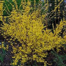 Pack X3 Forsythia Spectablis