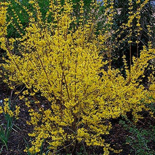 Pack forsythia spectablis - x3,