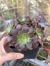Aeonium Velour