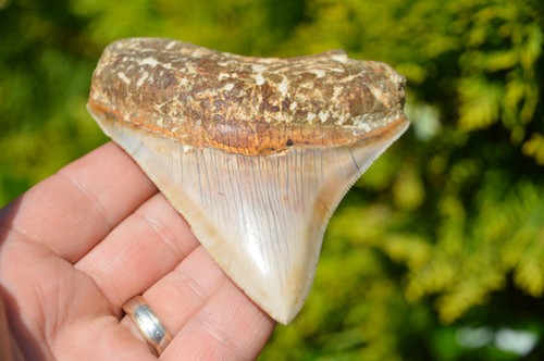 Beautiful genuine 1 - beautiful,, 4.1"