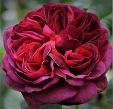 ❤️ STANDARD tree rose dark