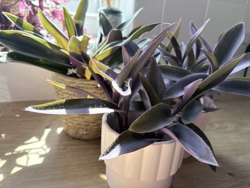 Tradescantia pallida purpurea - tradescantia,