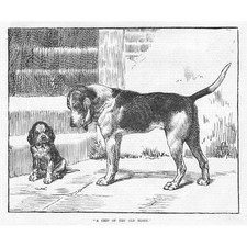 DOGS A Chip off the Old Block