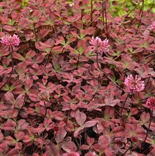 Trifolium clover plug plants