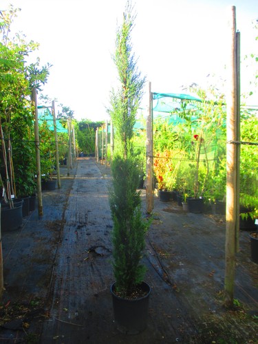 Italian cypress cupressus - italian,