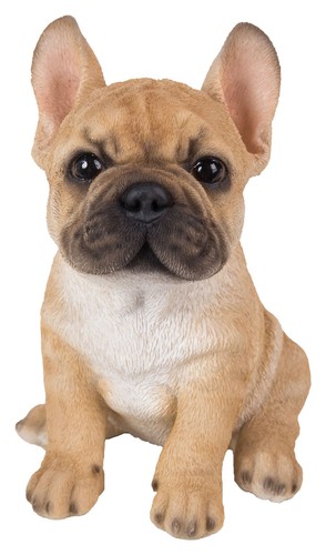 French golden bulldog puppy - french,